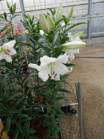 [5205 Fastrada VH No02.JPG]